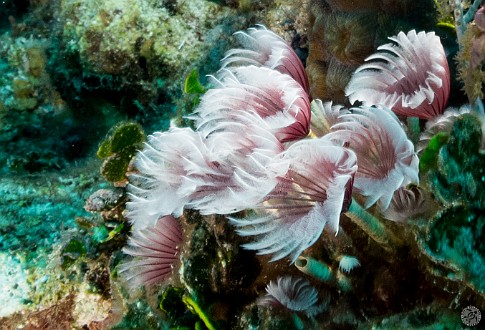 Diving0121-TrinityCaves-017 Feather Duster Worms at Trinity Caves