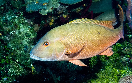 Another Mutton Snapper at In Between on Tuesday, my second day of diving Jan 22, 2013 8:04 AM : Diving, Grand Cayman