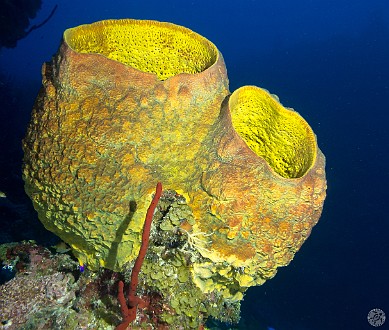 A giant yellow Netted Barrel Sponge Jan 22, 2013 8:05 AM : Diving, Grand Cayman