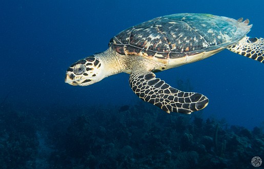 Diving0122-InBetween-015 Hawksbill Turtle cruises past at the In Between dive site