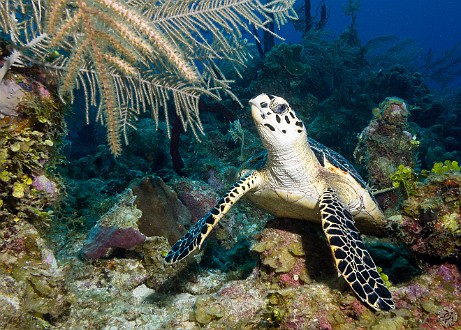Hawksbill Sea Turtle In Between dive site, Grand Cayman Just a couple of minutes later, we found his buddy resting on top of the reef