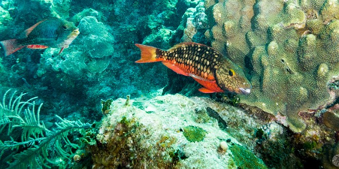 Diving0122-TurtleSchoonerReef-016 Stoplight Parrotfish during their intermediate phase. As they get older they will turn emerald green with bright yellow markings.