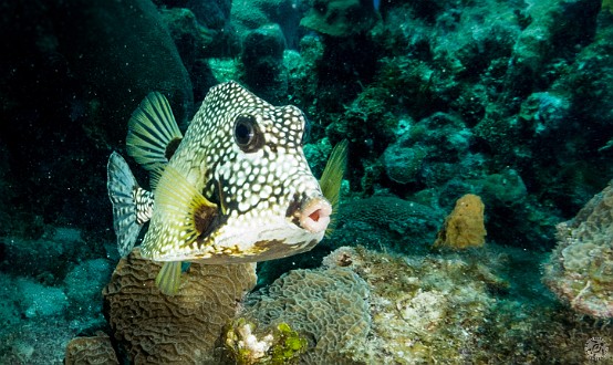 This Smooth Trunkfish was hanging out at Turtle Schooner Reef Jan 22, 2013 10:03 AM : Diving, Grand Cayman