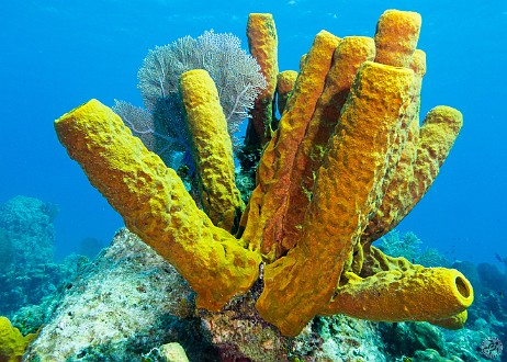 Yellow Tube Sponges at Turtle Schooner Reef Jan 22, 2013 10:20 AM : Diving, Grand Cayman