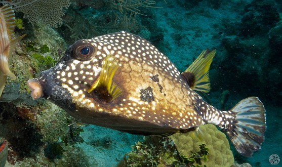 His cousin was found at Rainbow Reef a couple of days later Jan 24, 2013 9:41 AM : Diving, Grand Cayman