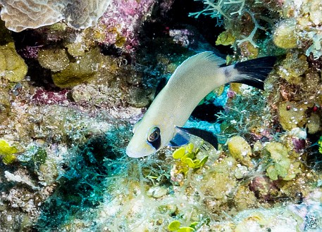 A Masked Hamlet at Rainbow Reef, relatively uncommon and a treat to find Jan 24, 2013 10:08 AM : Diving, Grand Cayman