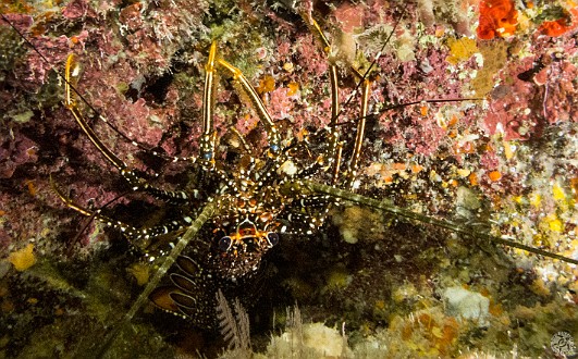 GrandCayman2014-DivingDay1-TrinityCaves-009 Upside down spiny lobstah at Trinity Caves