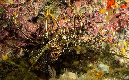 Upside down spiny lobstah at Trinity Caves Jan 20, 2014 8:05 AM : Diving, Grand Cayman