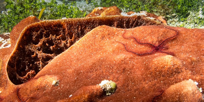 Brittle stars on a sponge Jan 20, 2014 8:10 AM : Diving, Grand Cayman