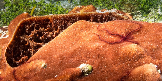GrandCayman2014-DivingDay1-TrinityCaves-016 Brittle stars on a sponge
