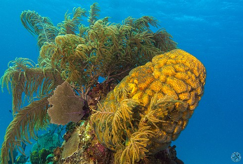 Large Barrel Sponge Large Barrel Sponge on Turtle Schooner Reef