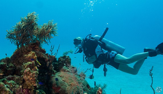 GrandCayman2014-DivingDay1-TurtleSchoonerReef-012 Beck, new divemaster with Indigo Divers