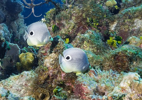 GrandCayman2014-DivingDay1-TurtleSchoonerReef-020 Foureye Butterflyfish at Turtle Schooner Reef