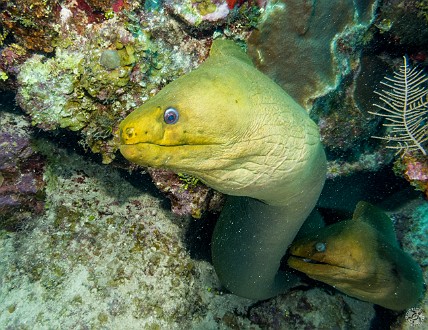 Dueling Giant Green Morays at Funky Sponge Jan 21, 2014 9:45 AM : Diving, Grand Cayman