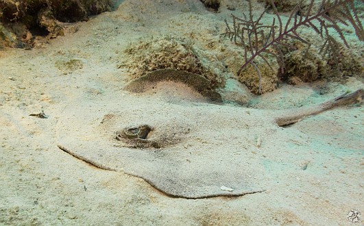 GrandCayman2014-DivingDay2-FunkySponge-023 Stingray in the sand