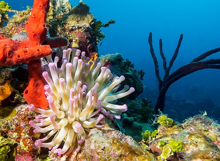 Giant purple-tipped anemone at Little Tunnels Jan 21, 2014 8:14 AM : 7 Day Nature Challenge, Diving, Grand Cayman, Instagram