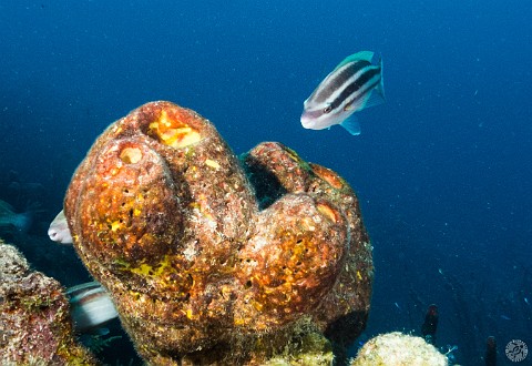 GrandCayman2014-DivingDay2-LittleTunnels-014 A juvenile parrotfish