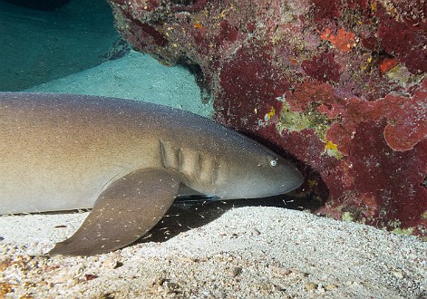 GrandCayman2014-DivingDay3-Bullwinkle-006 Reef shark taking a snooze