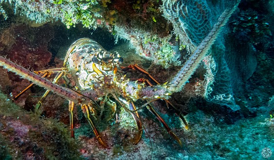 GrandCayman2014-DivingDay3-Bullwinkle-019 Lobsters a'plenty at Bullwinkle dive site on the South Sound
