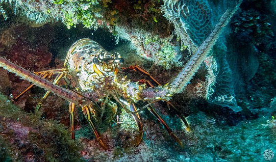 Lobsters a'plenty at Bullwinkle dive site on the South Sound Jan 22, 2014 8:41 AM : Diving, Grand Cayman