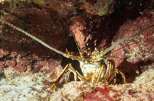 GrandCayman2014-DivingDay3-Disneyland-002