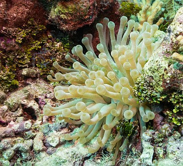 Giant anemone at Mitch Miller reef Jan 23, 2014 9:34 AM : Diving, Grand Cayman