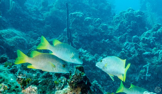 GrandCayman2014-DivingDay4-MitchMillerReef-020 Schoolmaster Snappers conferring on which way to head next