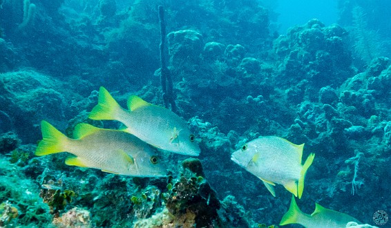 Schoolmaster Snappers conferring on which way to head next Jan 23, 2014 9:42 AM : Diving, Grand Cayman