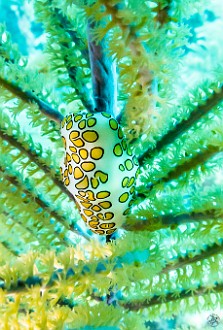 Flamingo Tongue Snail Jan 23, 2014 9:54 AM : Diving, Grand Cayman