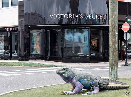 GrandCayman2014-007 Thought the juxtapostion was kinda interesting in central Georgetown- a giant blue iguana street sculpture in front of Victoria's Secret