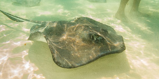 CaymanCookout2015Day2-006 It takes only moments for the stingrays to start circling the human arrivals. Over the years, they have become habituated to know that motors and human activity...