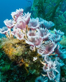 GrandCayman2015-DivingDay1-DocPoulson-008 Feather duster worms