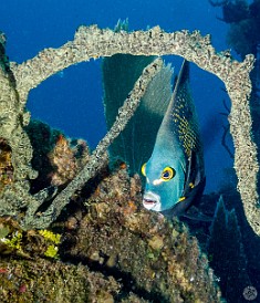 French Angelfish on the Doc Poulson Wreck of the Doc Poulson, Grand Cayman French Angelfish on the Doc Poulson