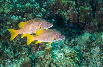 GrandCayman2015-DivingDay1-DocPoulson-034 Schoolmaster Snappers