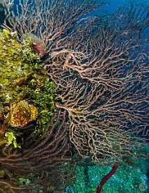 Branching Gorgonians Orange Canyon dive site, Grand Cayman Branching gorgonians at Orange Canyon