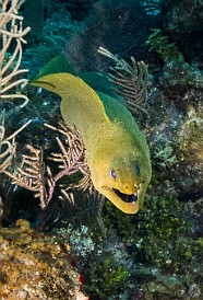 Green Moray Orange Canyon dive site, Grand Cayman Green Moray swimming out in the open