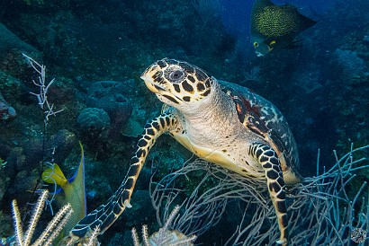 Turtle Little Tunnels dive site, Grand Cayman Turtle snacking on the reef at Little Tunnels