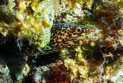 GrandCayman2015-DivingDay2-LittleTunnels-019 A juvenile spotted moray