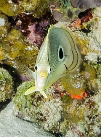 GrandCayman2015-DivingDay2-LostTreasure-007 A Foureye Butterflyfish at Lost Treasure