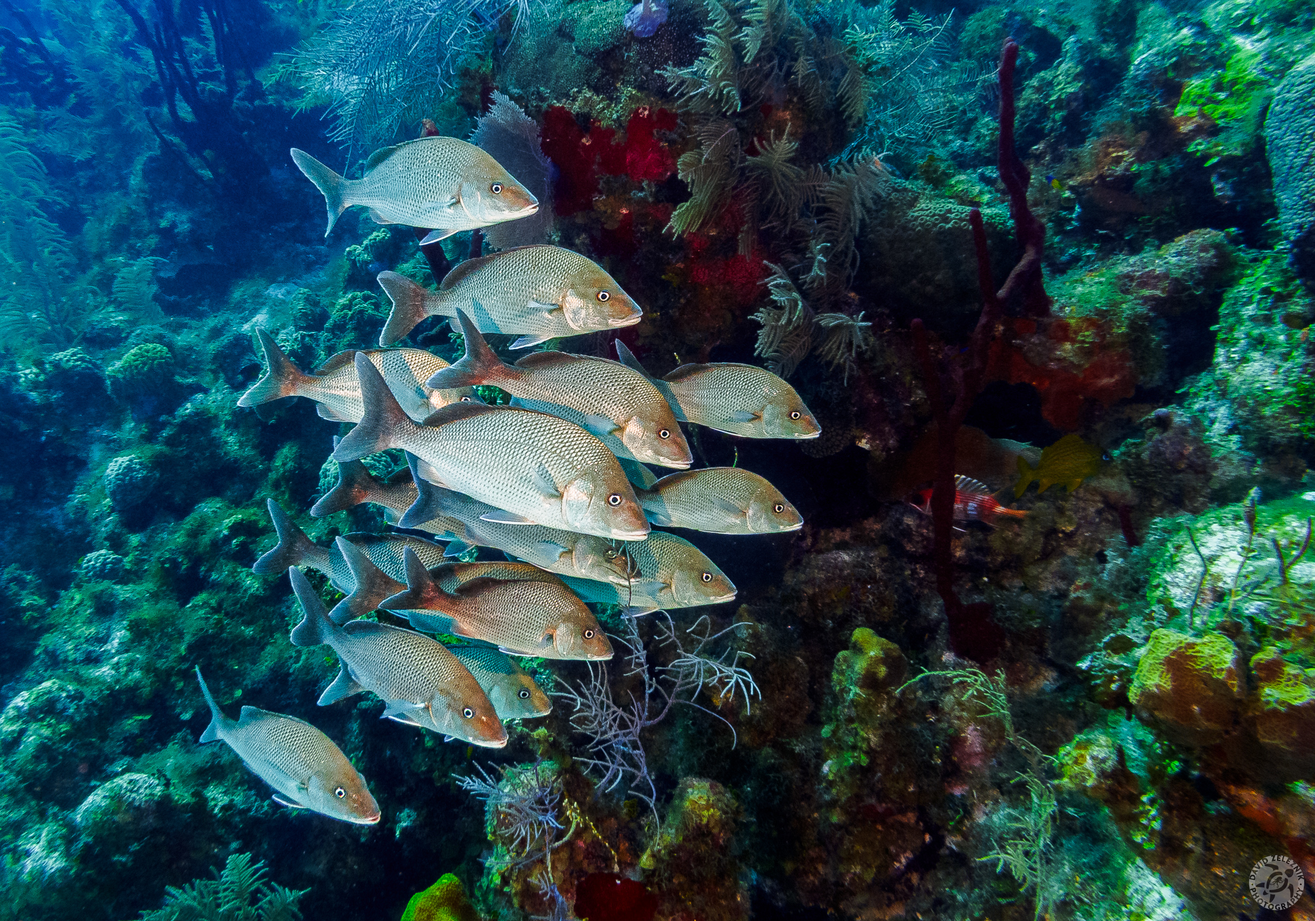 School of White Margate Grunts<br/><small>Little Tunnels dive site, Grand Cayman</small>