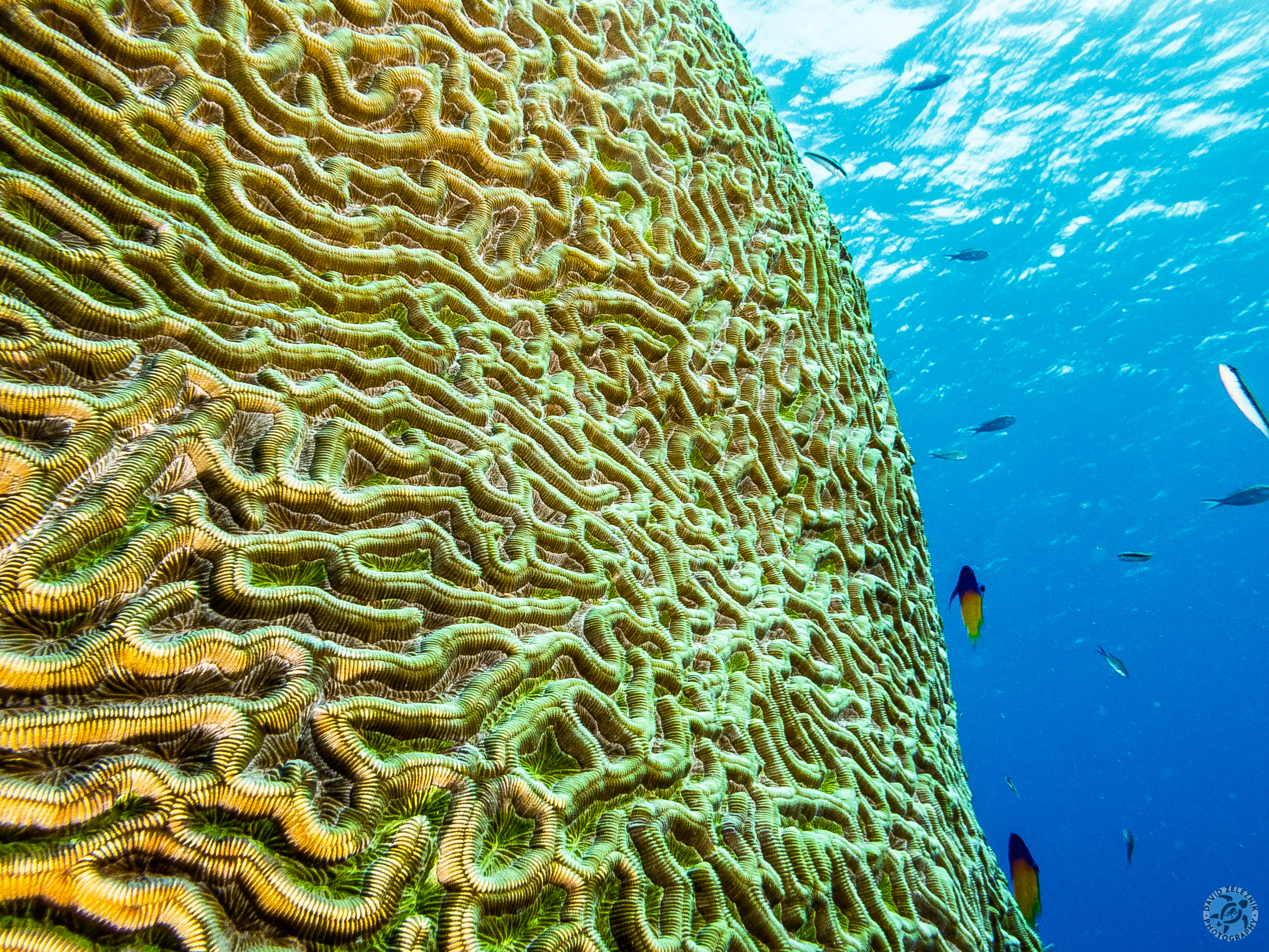 Valleys of the Moon, or rather a giant head of brain coral