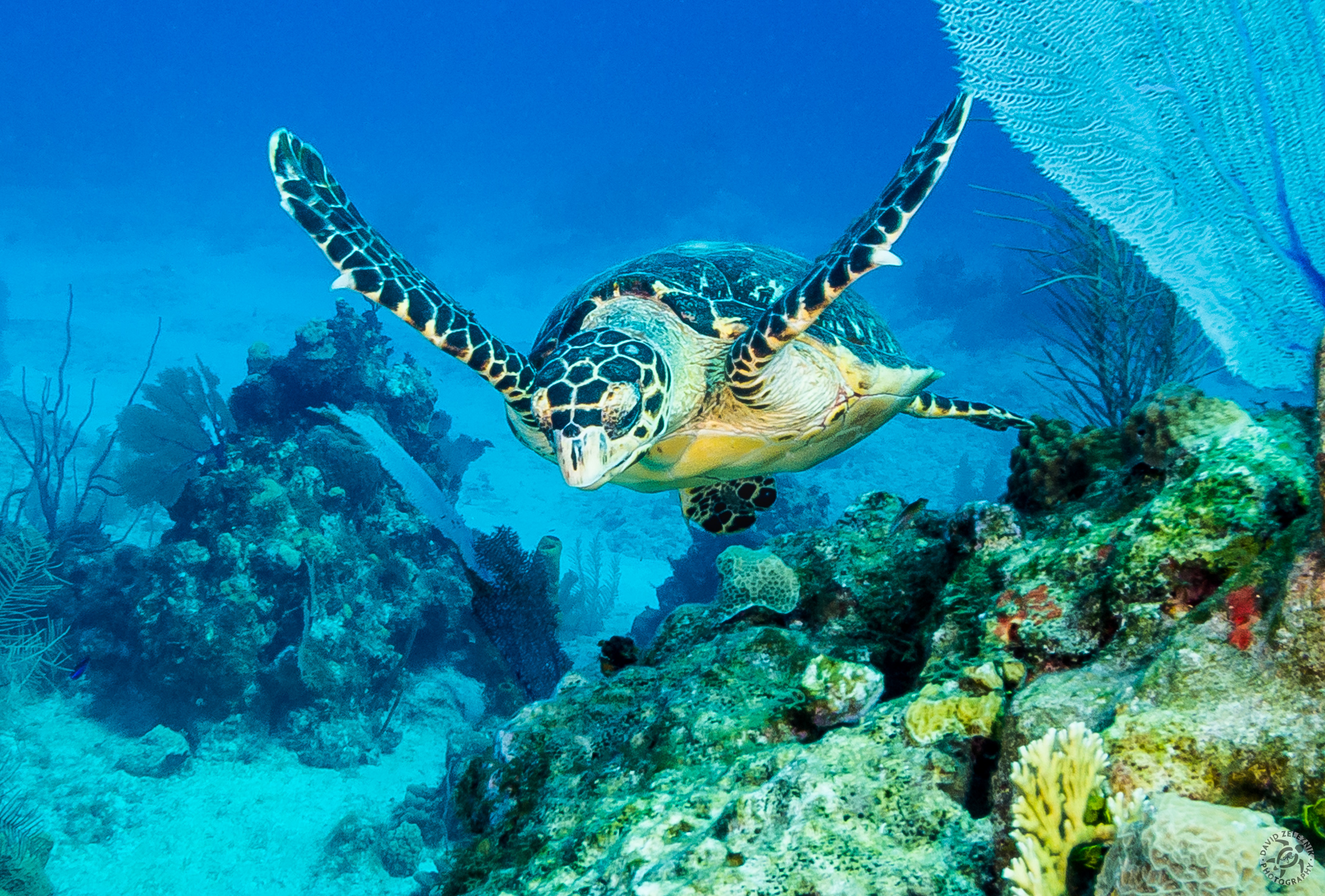 Baby sea turtle<br/><small>Mitch Miller's Reef, Grand Cayman</small>