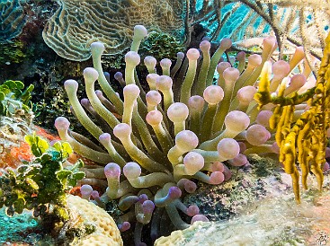 Purple club-tipped anemone at Little Tunnels dive site Jan 16, 2017 1:29 PM : Diving