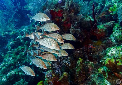 GrandCaymanDiving2017-018.jpg