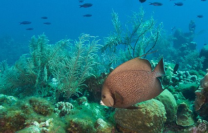 GrandCaymanDiving2017-022 Gray Angelfish