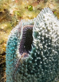 Brittlestars draped inside a Purple Vase Sponge Mitch Miller's Reef, Grand Cayman Brittlestars draped inside a purple vase sponge at Mitch Miller's Reef.