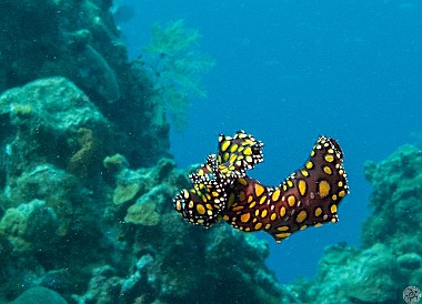 GrandCaymanDiving2017-032 Leopard Flatworm free-swimming to a new resting spot. Not the best picture, since every time I made any slight motion it disturbed the water column and shifted...