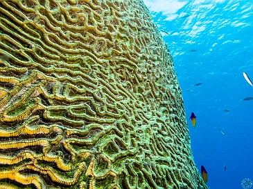 Valleys of the Moon, or rather a giant head of brain coral Valleys of the Moon, or rather a giant head of brain coral at Mitch Miller's Reef