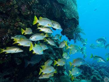 GrandCaymanDiving2017-041 Schoolmaster Snapper and some grunts under a head of brain coral