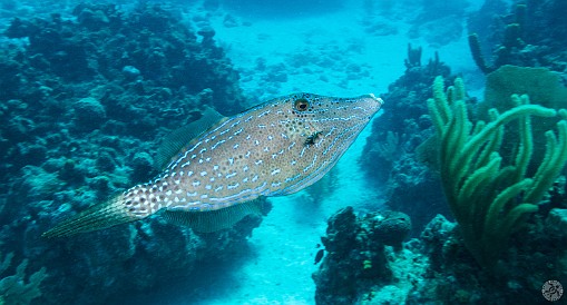 Scrawled Filefish Mitch Miller's Reef, Grand Cayman Scrawled Filefish
